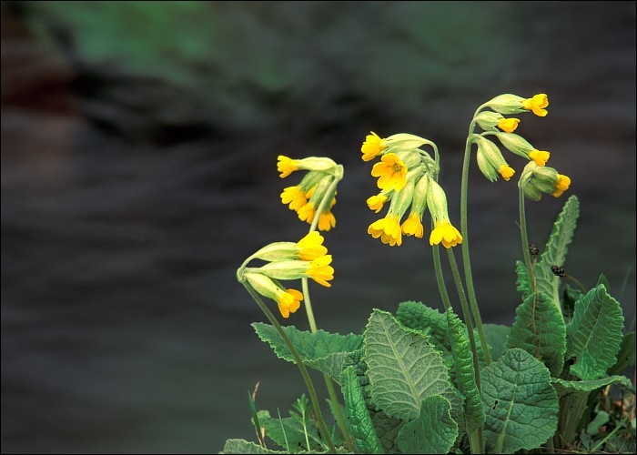 Ciubotica cucului (primula officinalis)